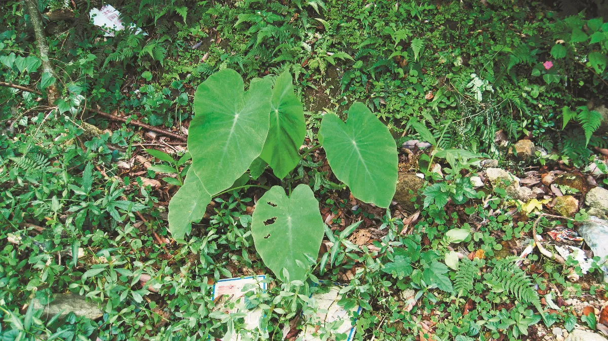 植物界孿生手足