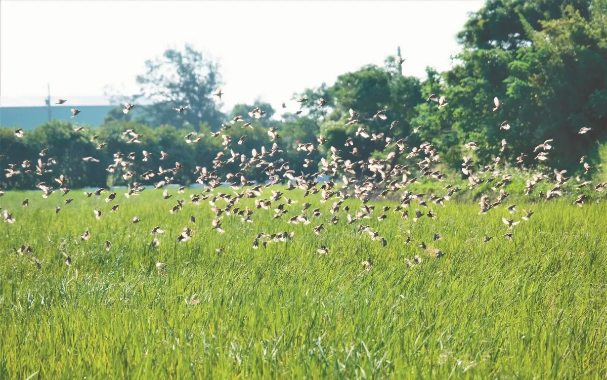 黃昏漫步 尋幽踏青