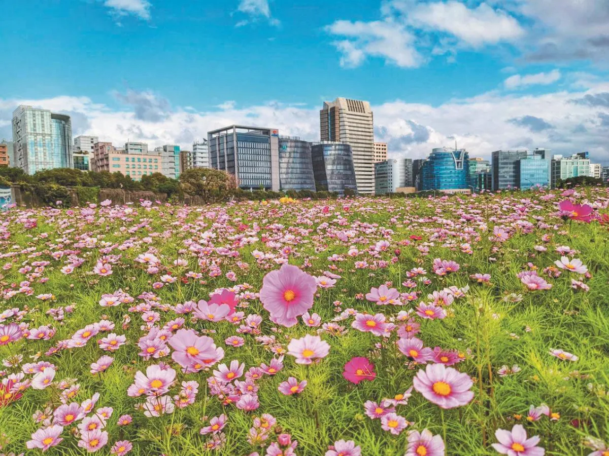 3千坪大波斯菊花海 綻放8成