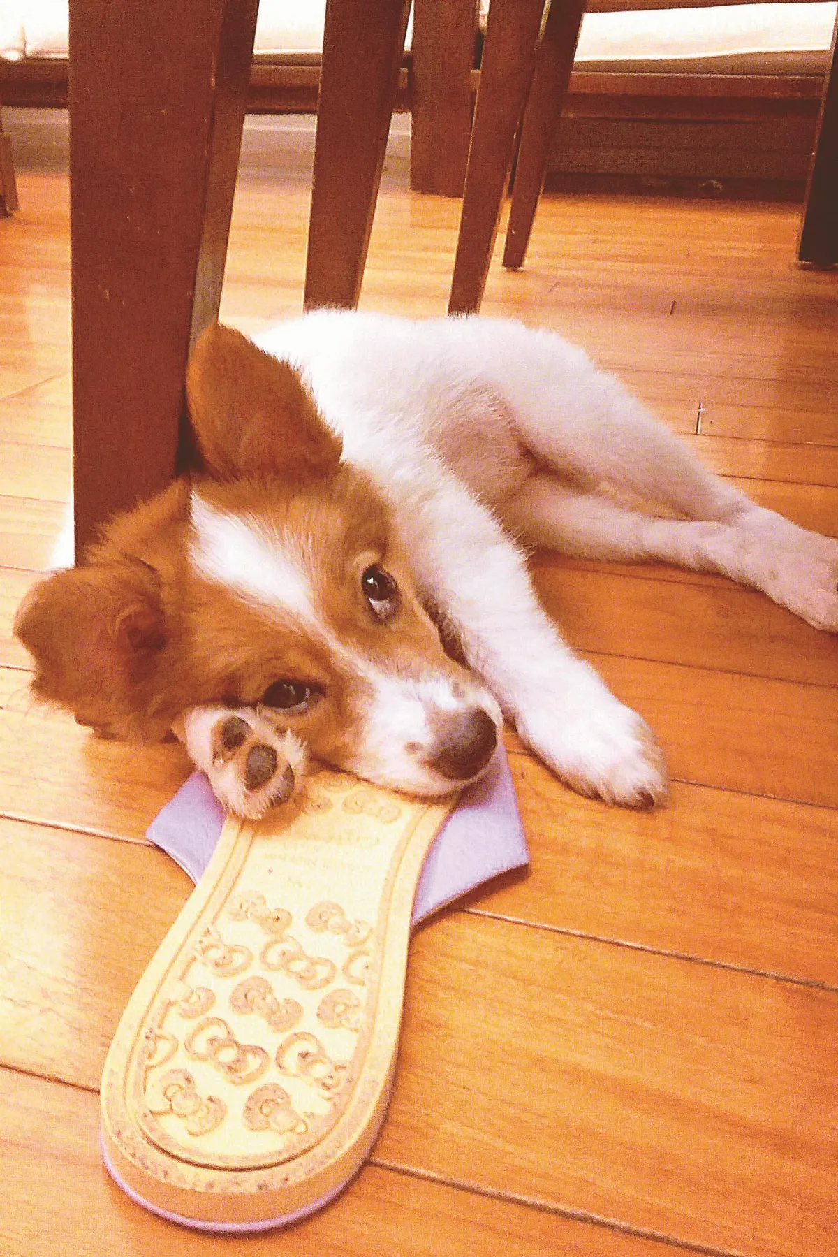 寵物一家親 米漿 先有名 才尋犬