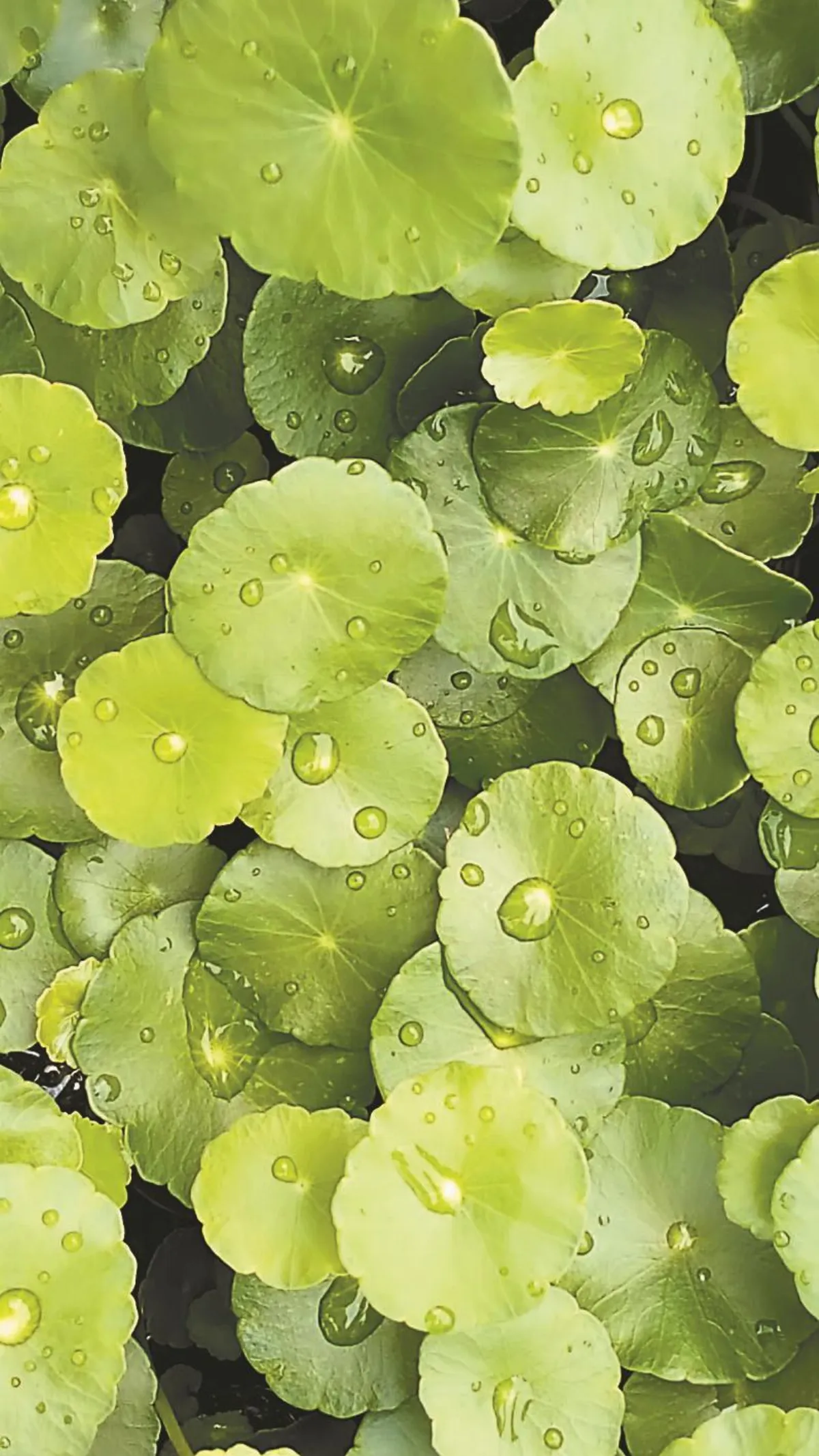 生命畫語 雨後的銅錢草