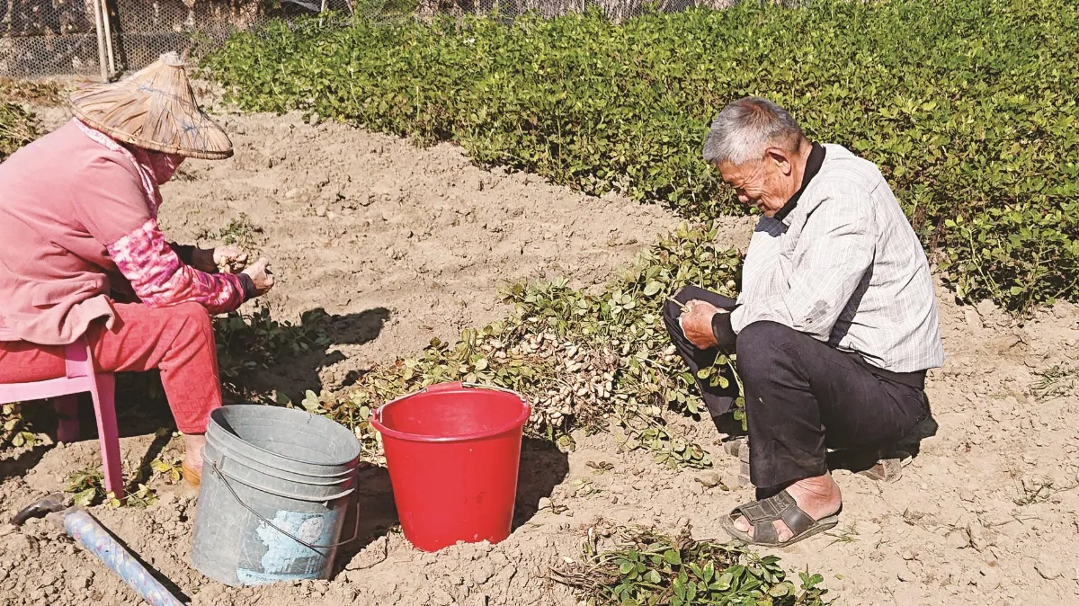生活快門 婦唱夫隨採土豆
