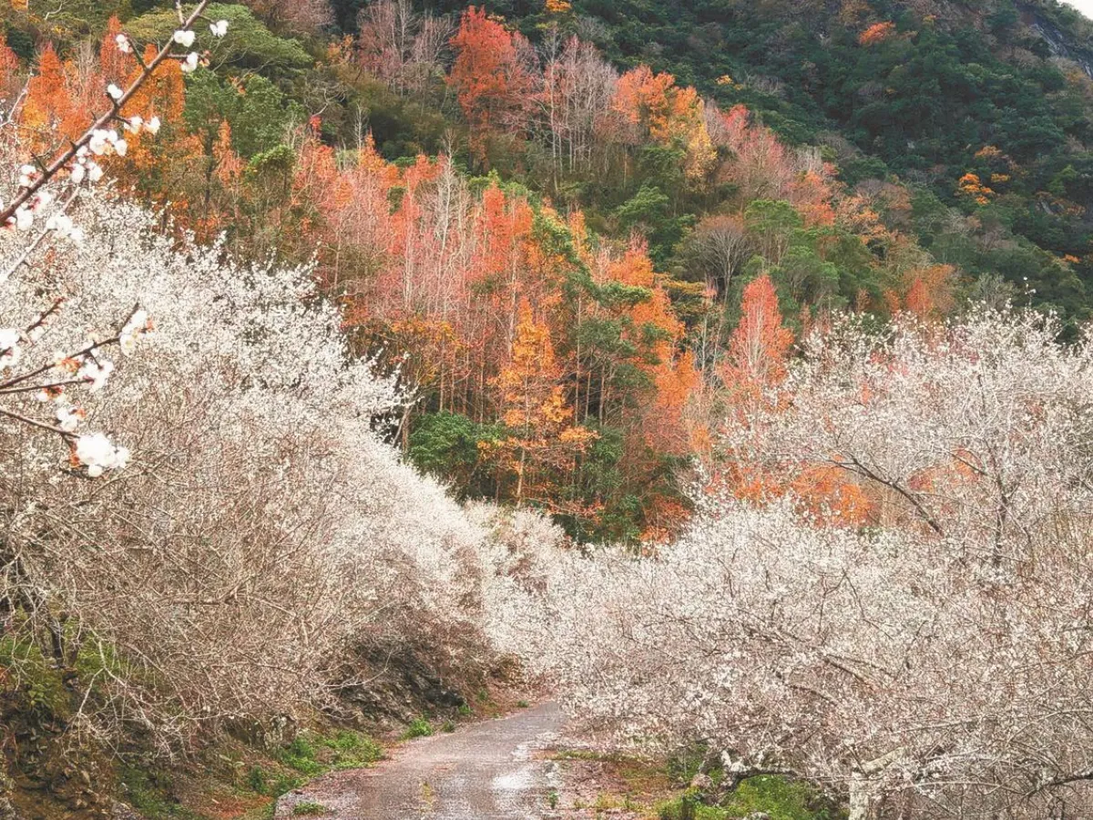 新武部落下「梅雪」