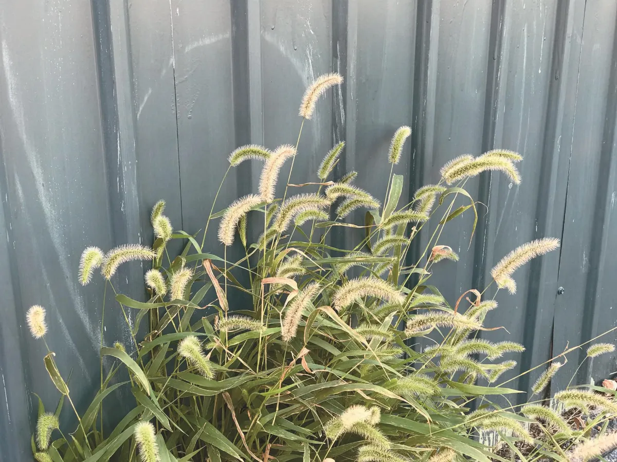 露台蔓草