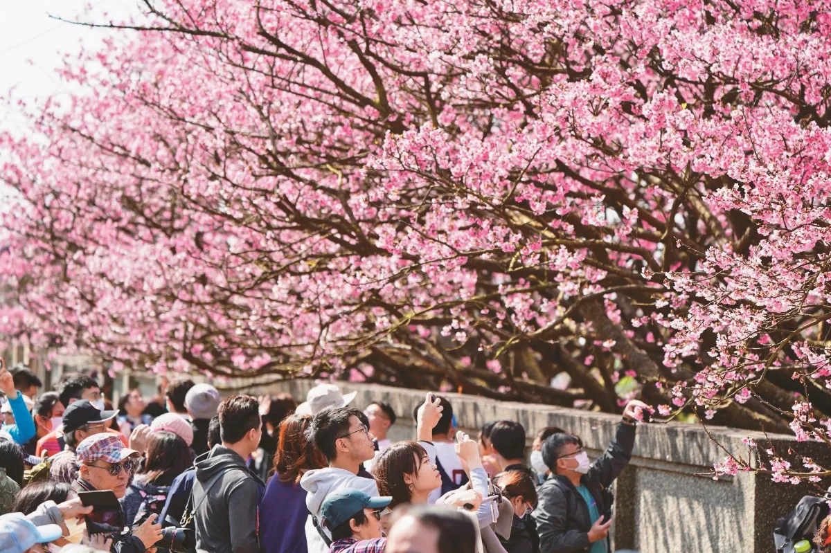 平菁街櫻花盛開 民眾搶拍