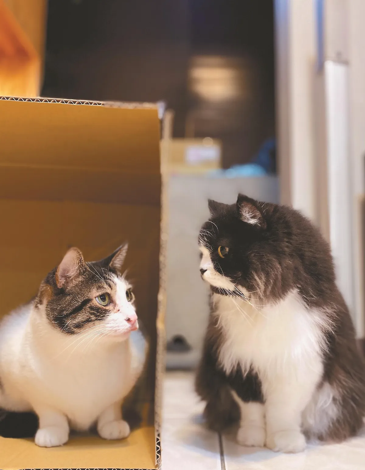 貓眼看人生 要機會，也要緣分