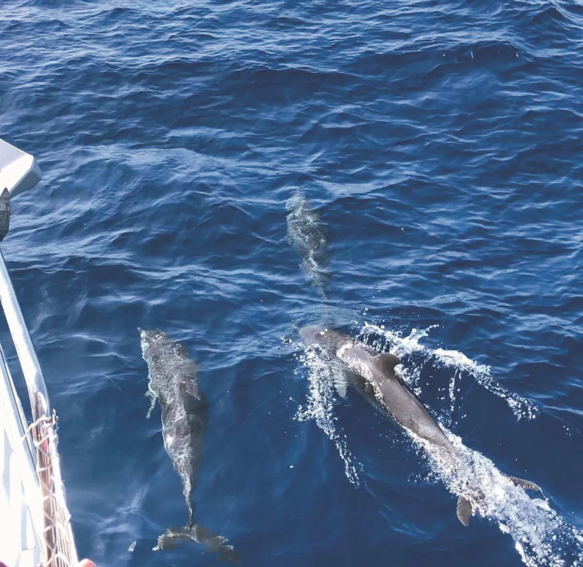 拋開疫情 全家駕船環遊世界