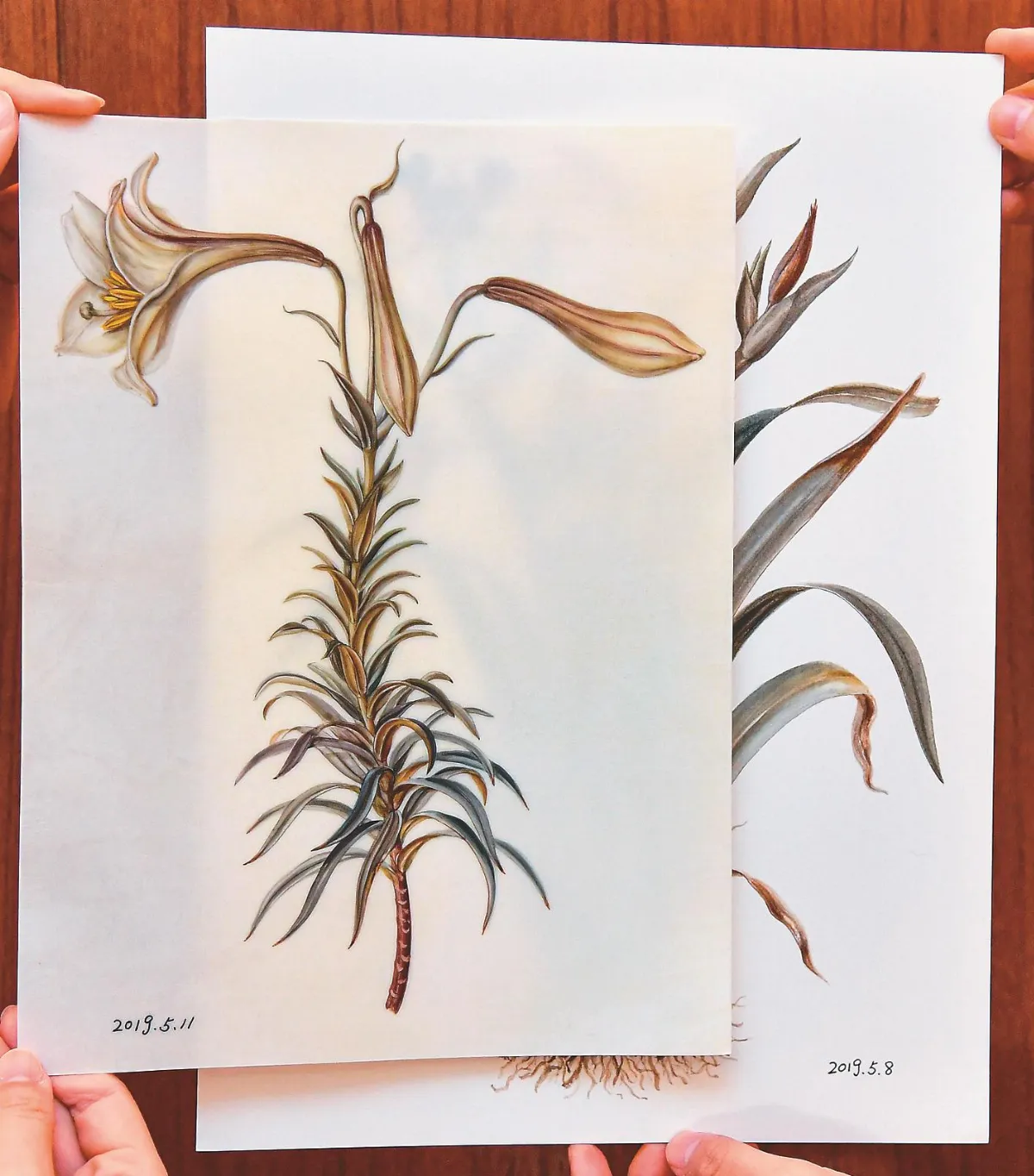 把植物當情人 黃湘玲畫花如畫己