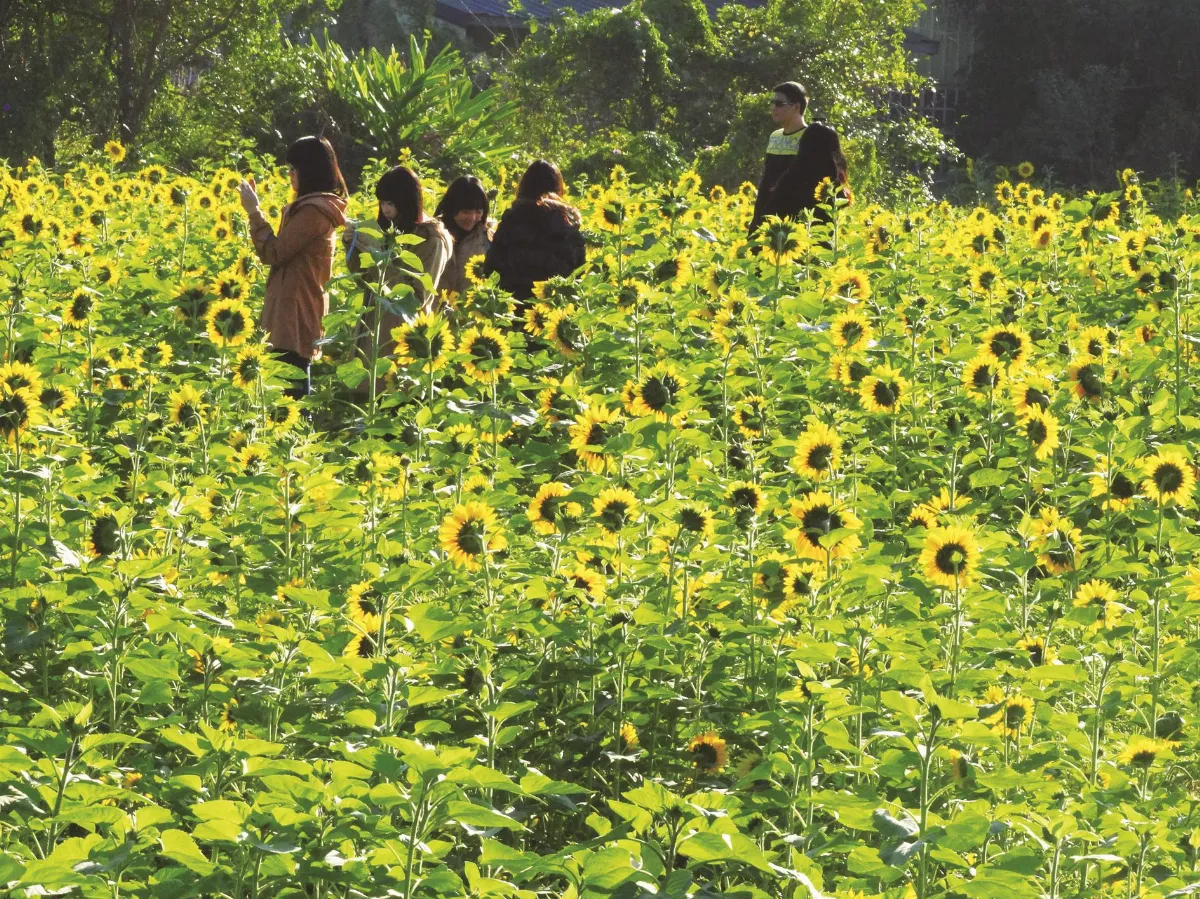 生活快門 冬日小太陽