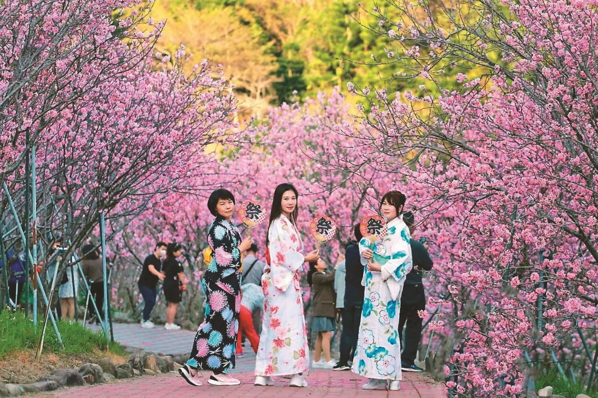 新社櫻花鳥森林 香水櫻綻放