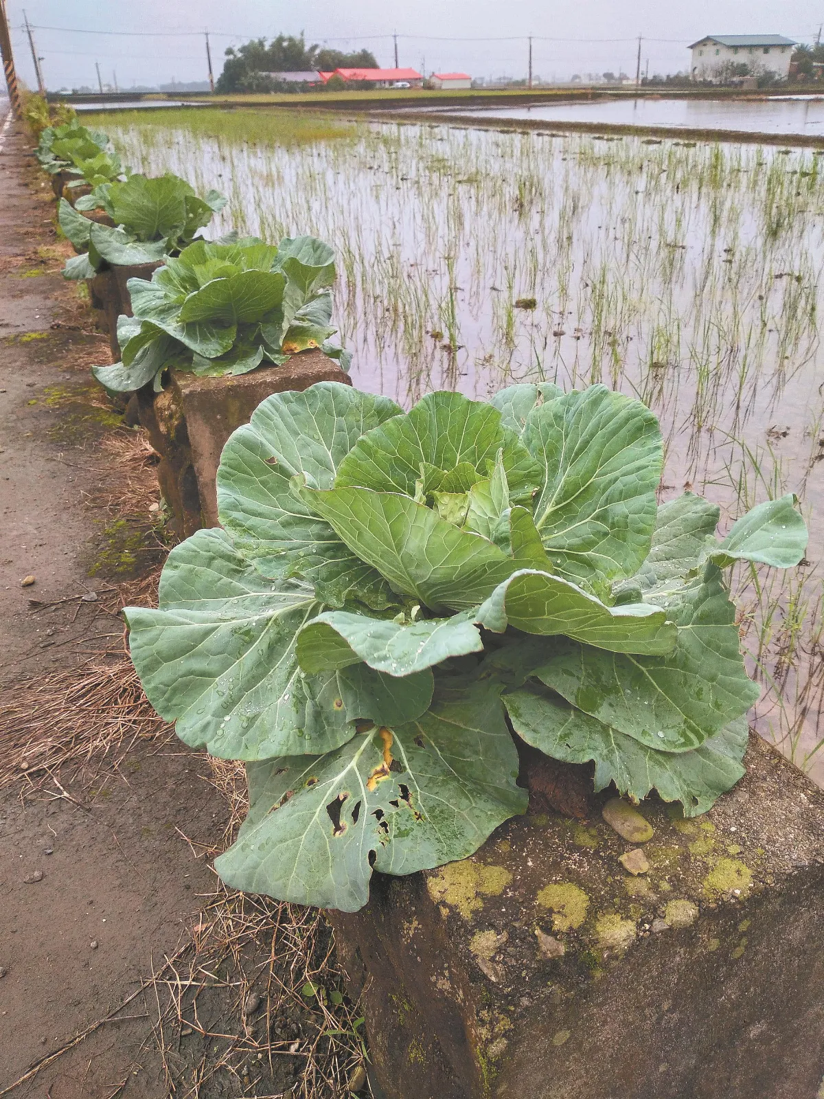 生活快門  花現高麗菜