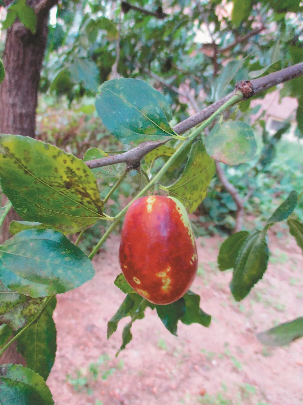 「紅棗」花與果