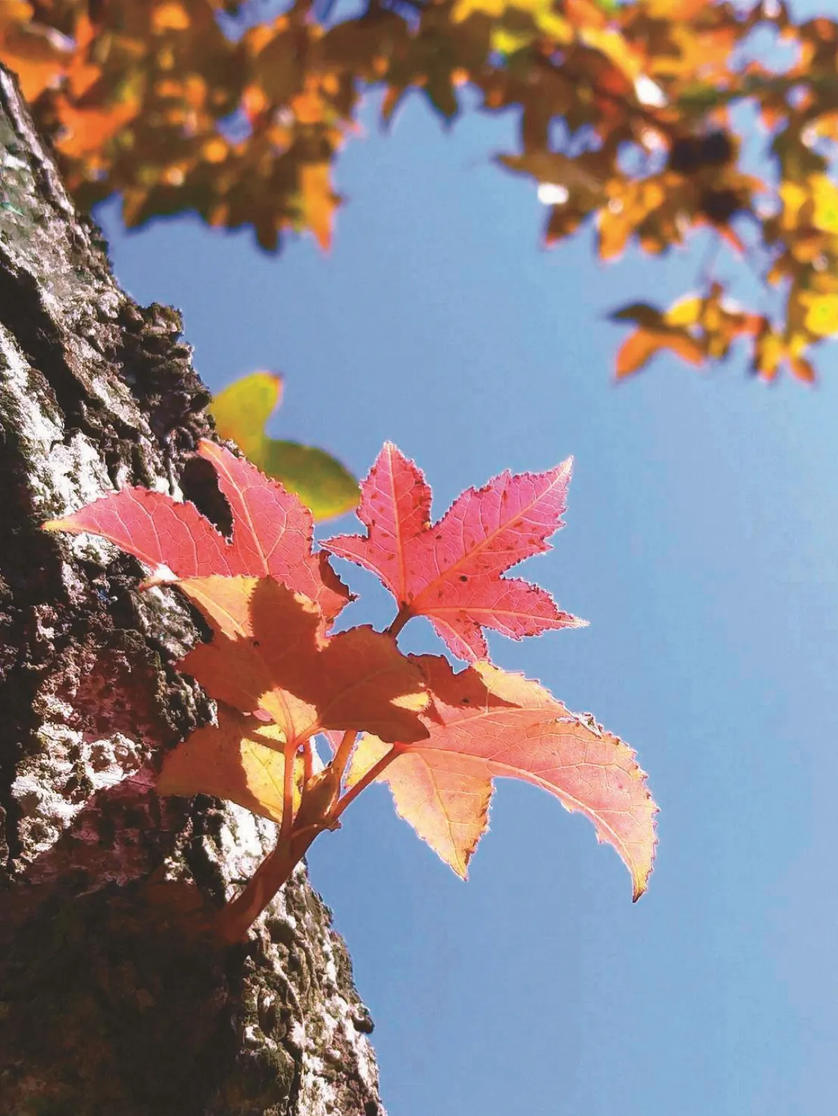紅塵禪煙 夢 醒