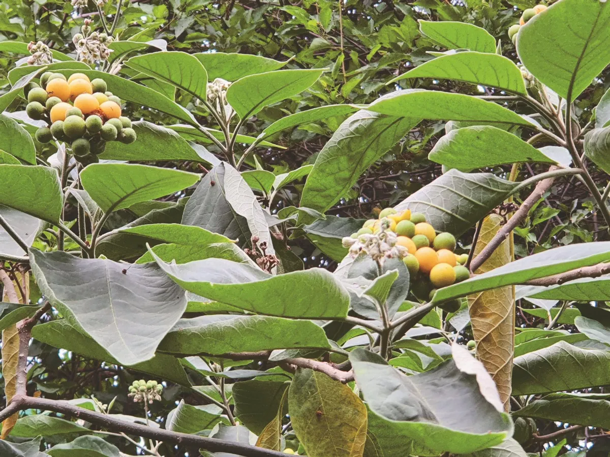 認識植物 山煙草