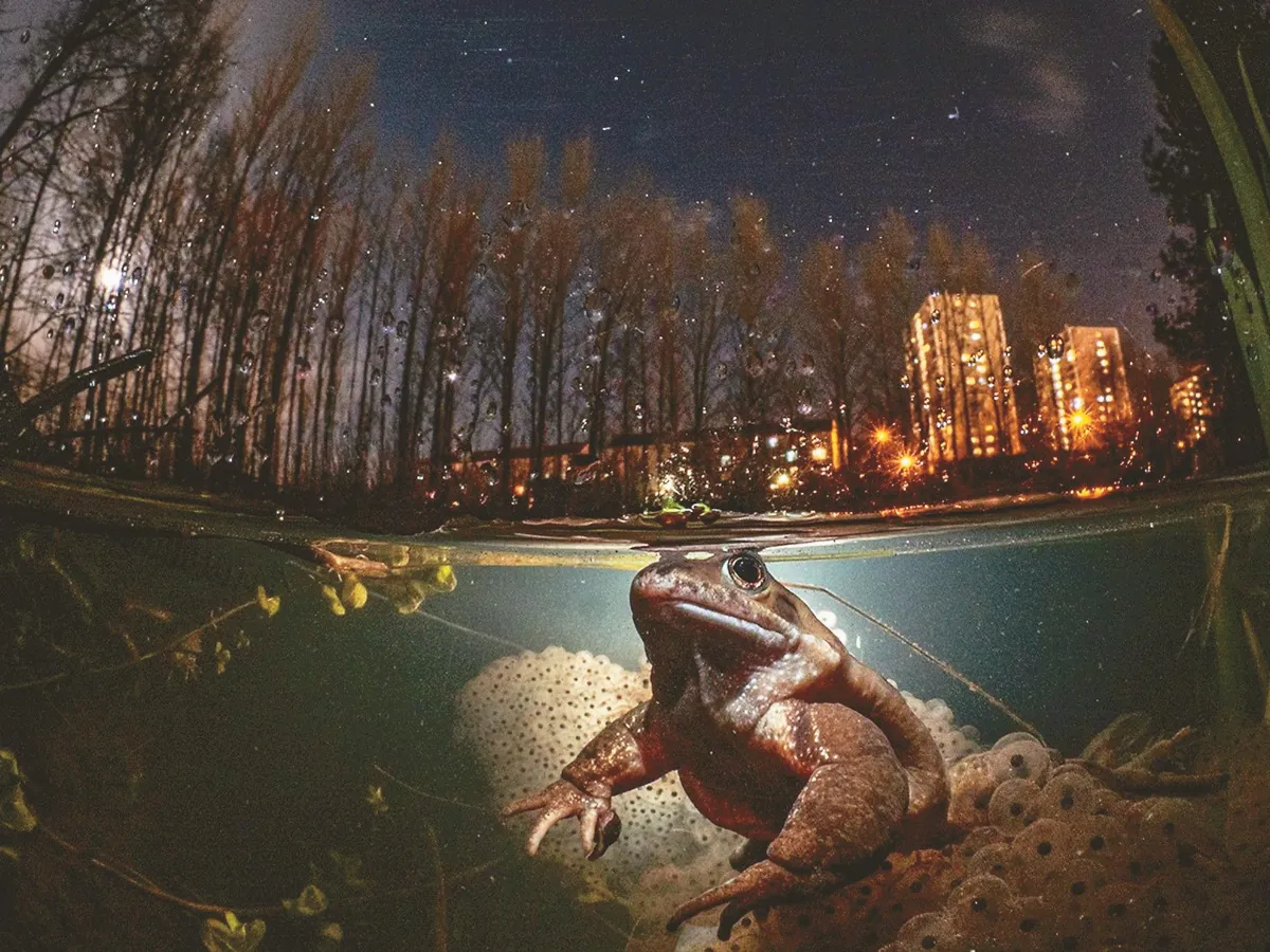沙魚仰望天窗？ 水下取景無極限