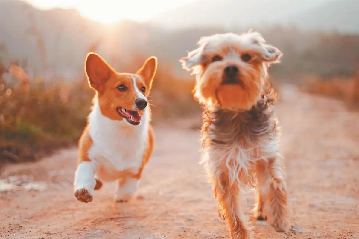 毛小孩也有長照 認養浪浪補5千