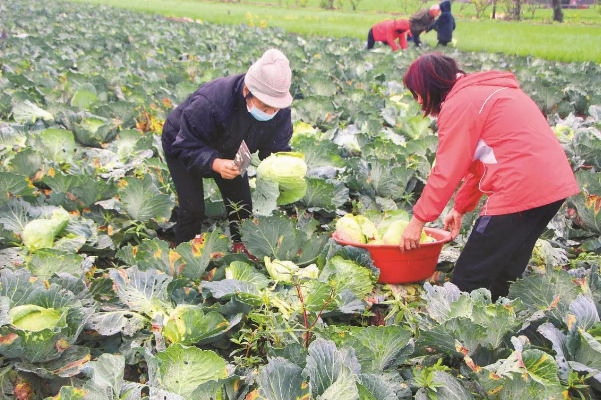 高麗菜低於監控價 估3月回穩