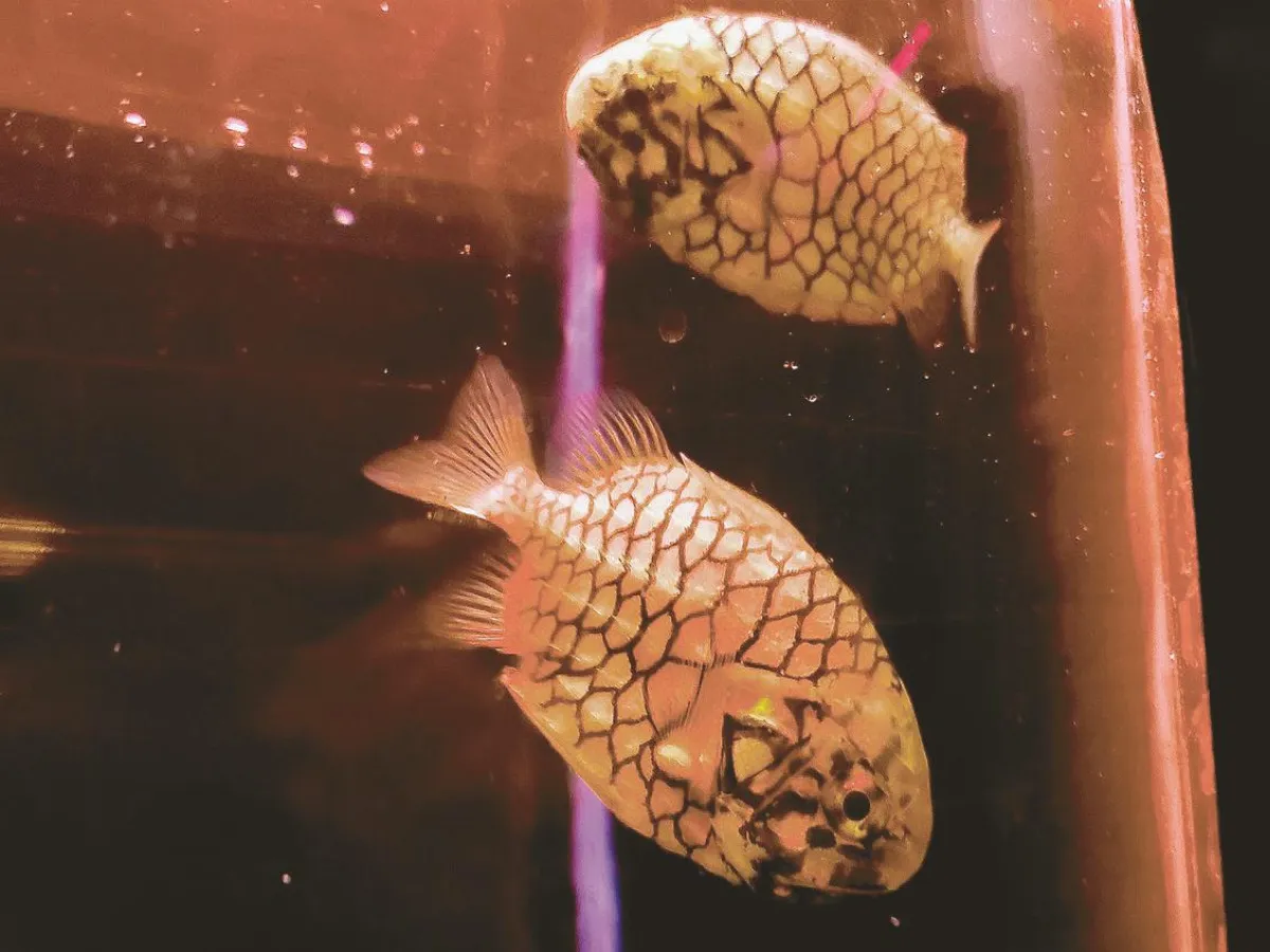 日本松毬魚 會游泳的鳳梨