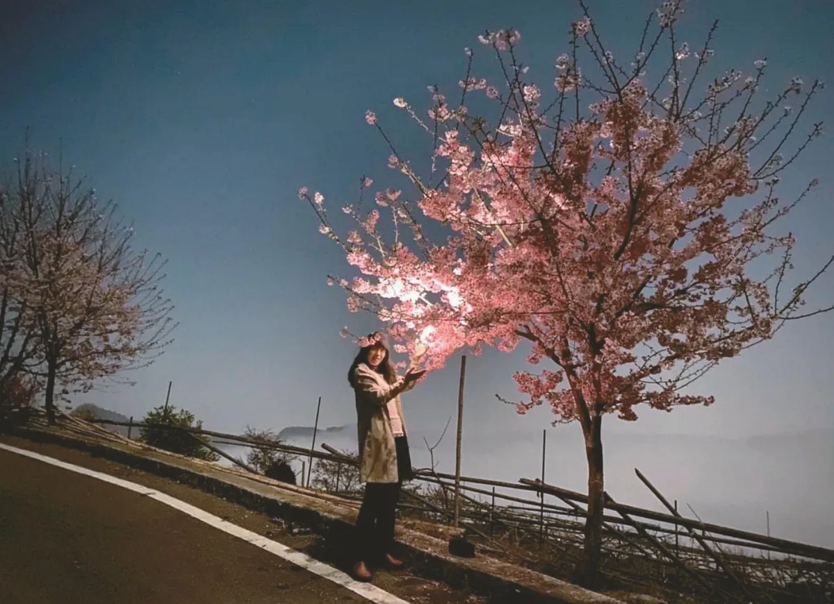 卡維蘭部落 賞浪漫夜櫻