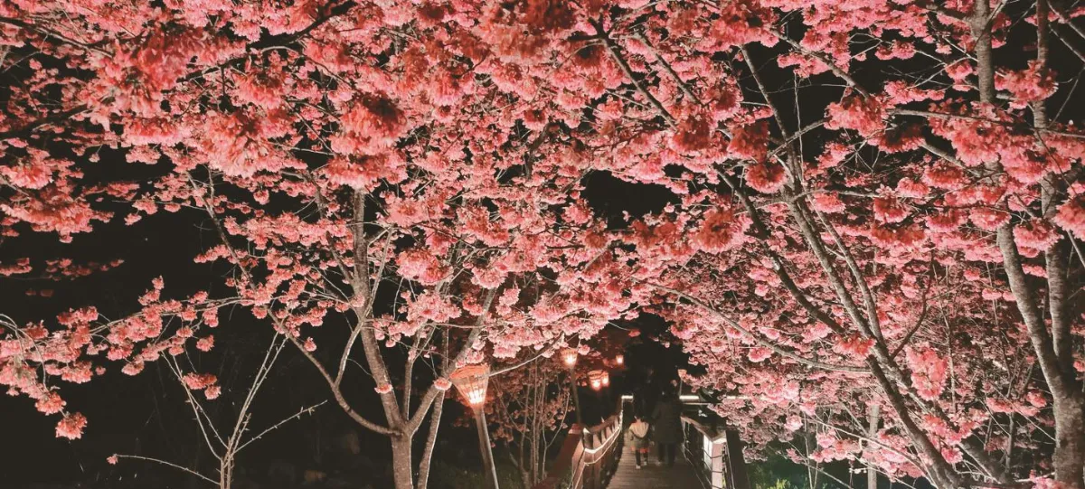 卡維蘭部落 賞浪漫夜櫻