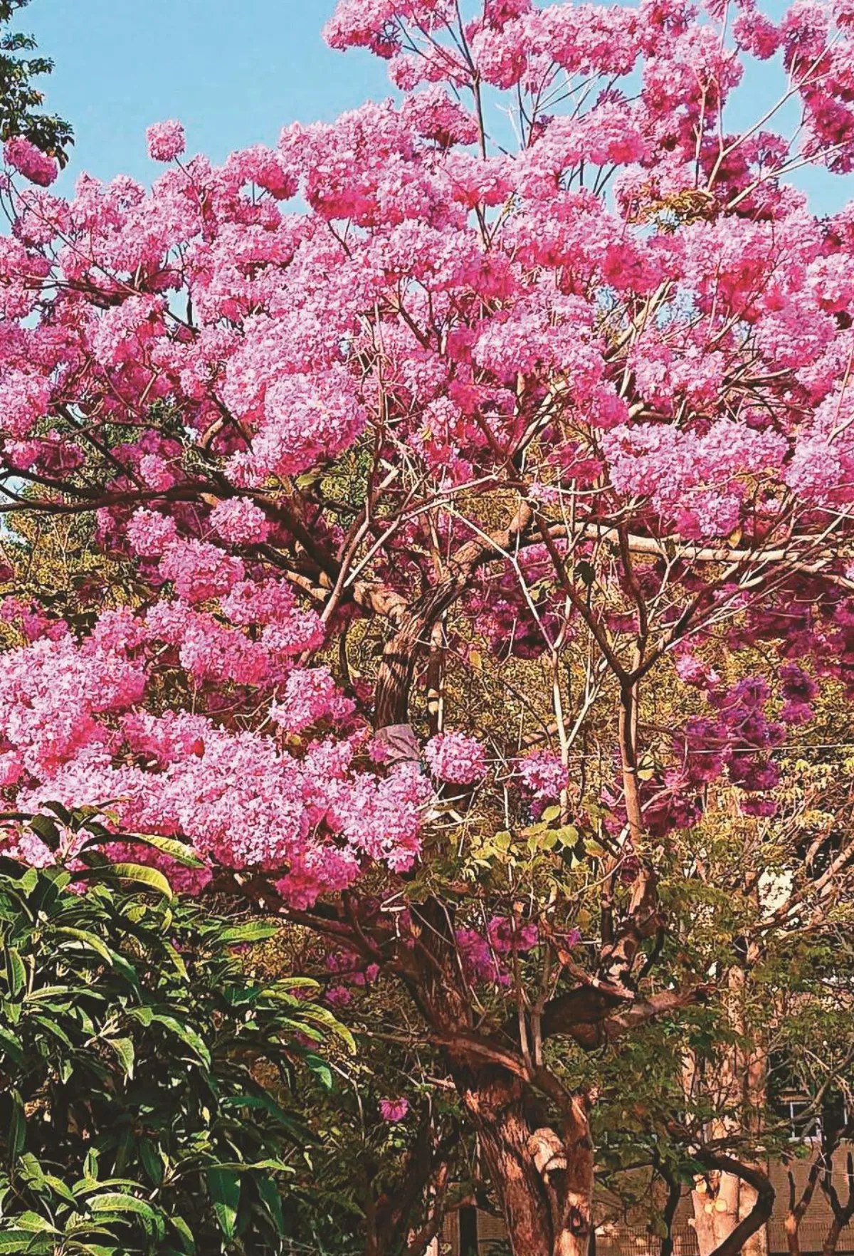 生命書寫 粉紅棉花糖