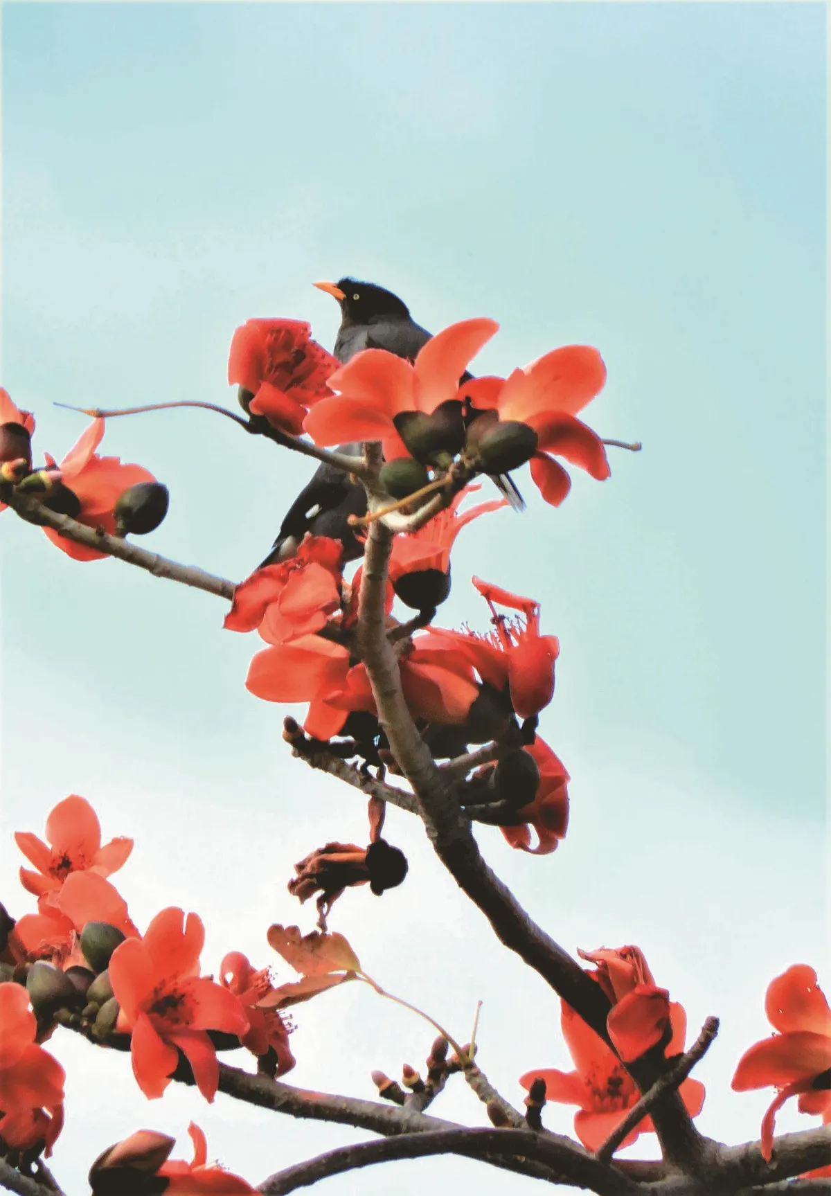 3-4月主題徵文 春天記事 木棉花開時