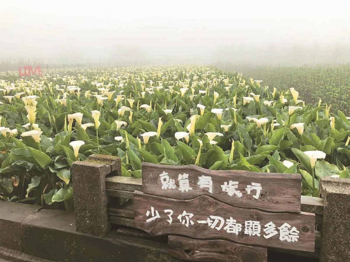 竹子湖海芋季  26日登場