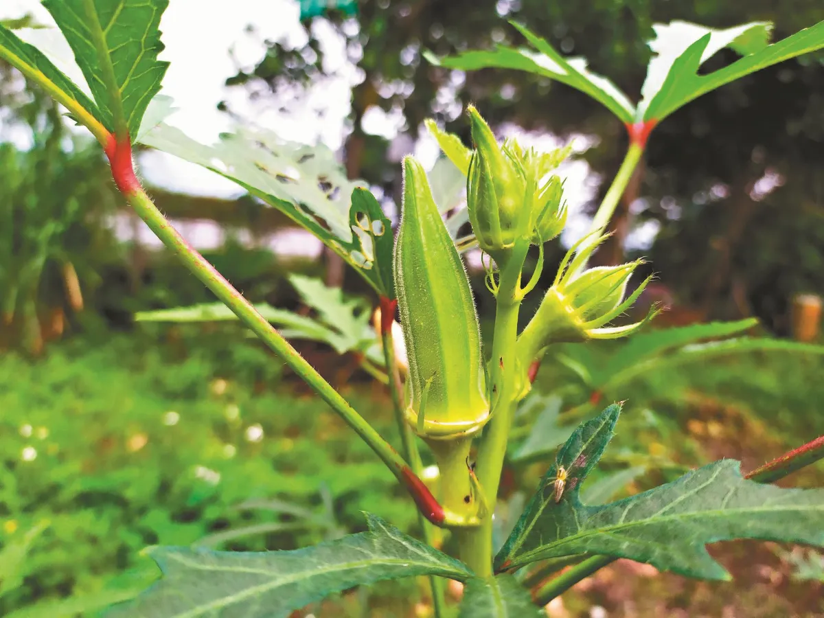 晶食堂 秋葵蔬菜煎