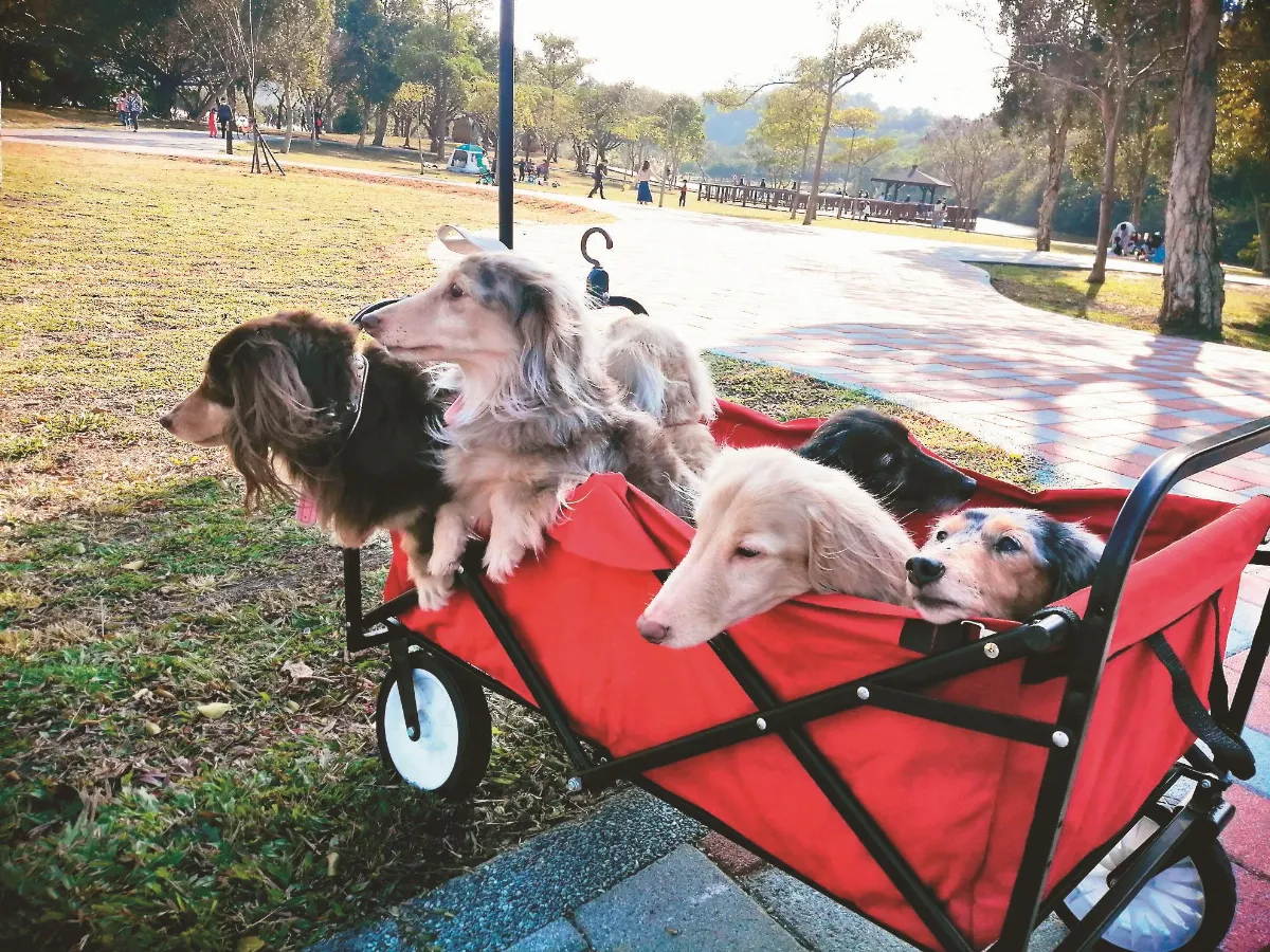 寵物一家親 六狗同車出遊去