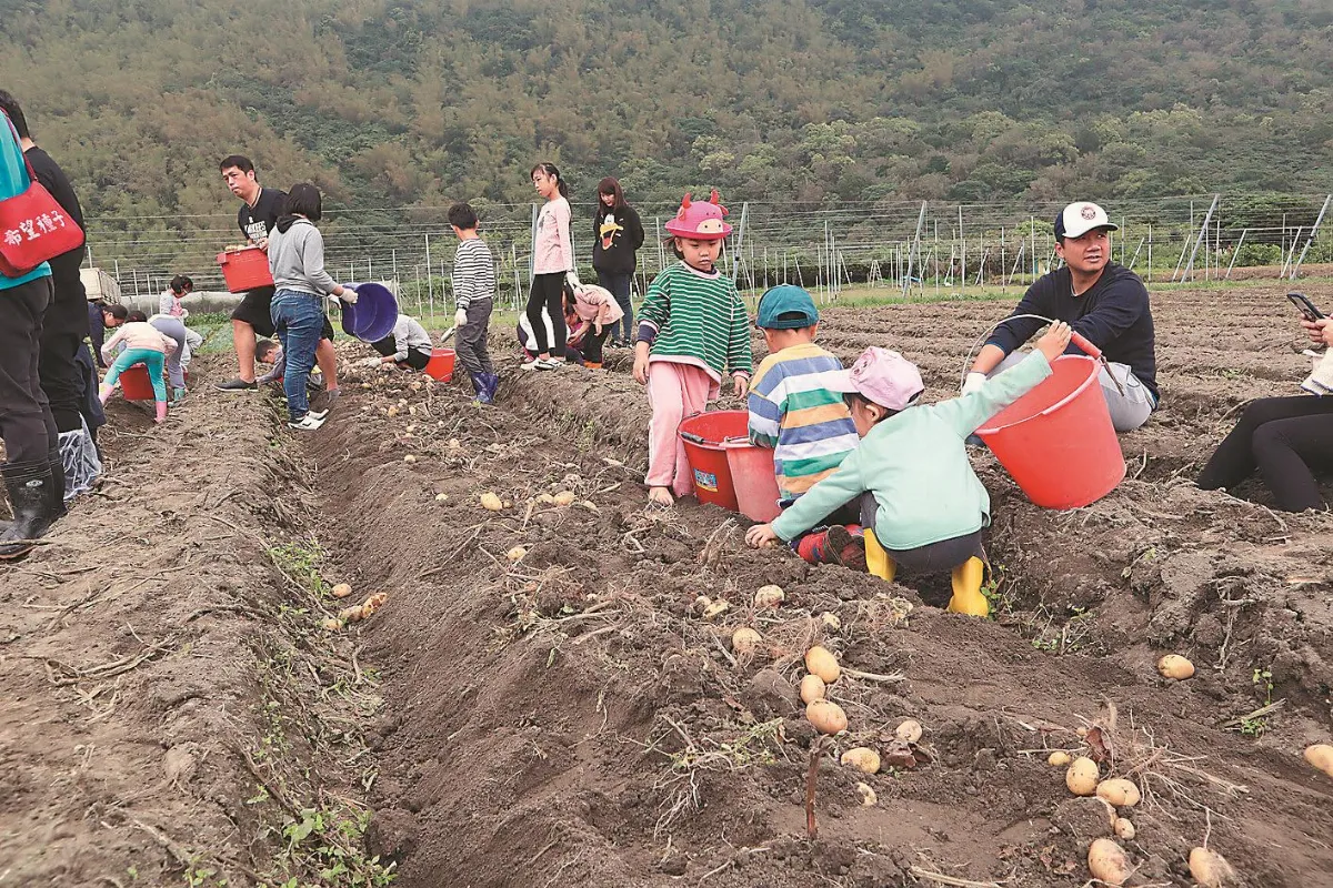 親子同樂 百人下田挖馬鈴薯