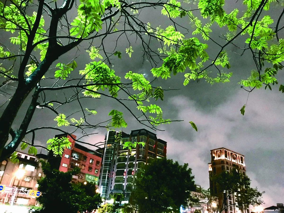 時光重逢 佛光麵與無患子樹