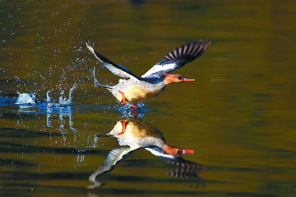 攝影欣賞 躍舞揚姿