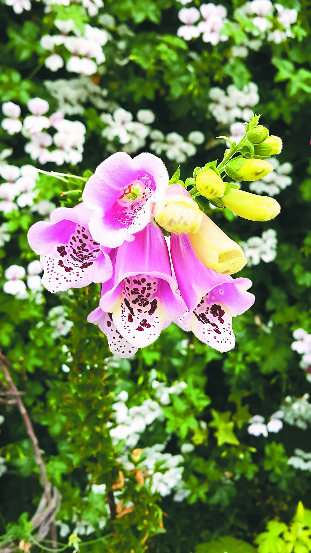 朗朗晴空 聖凡之間