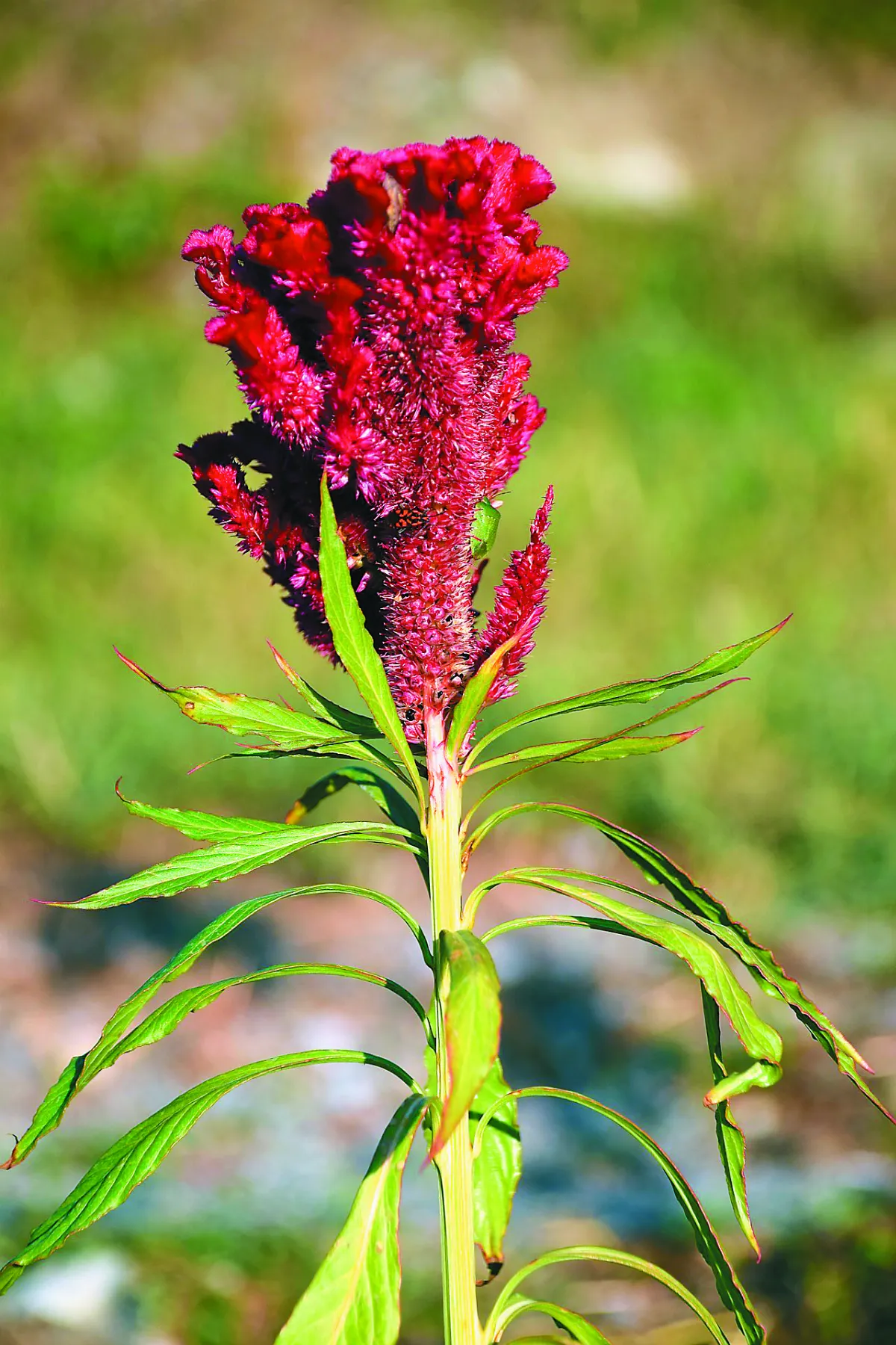花就是禪 千日紅與老來紅