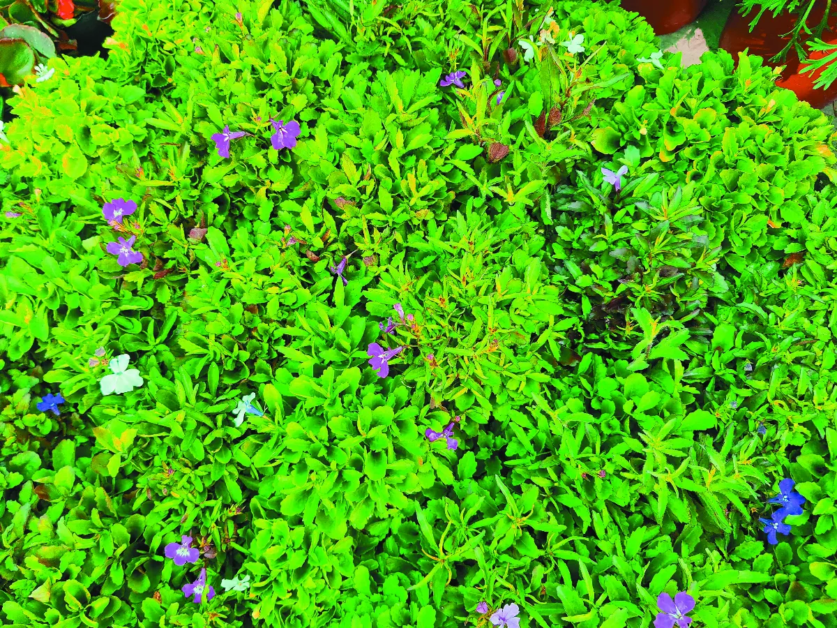 植物教室 花語代表同情、可憐的六倍利