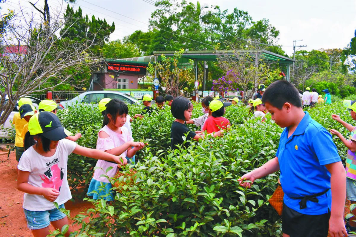 毗鄰茶鄉  學童相約10年喝藏茶