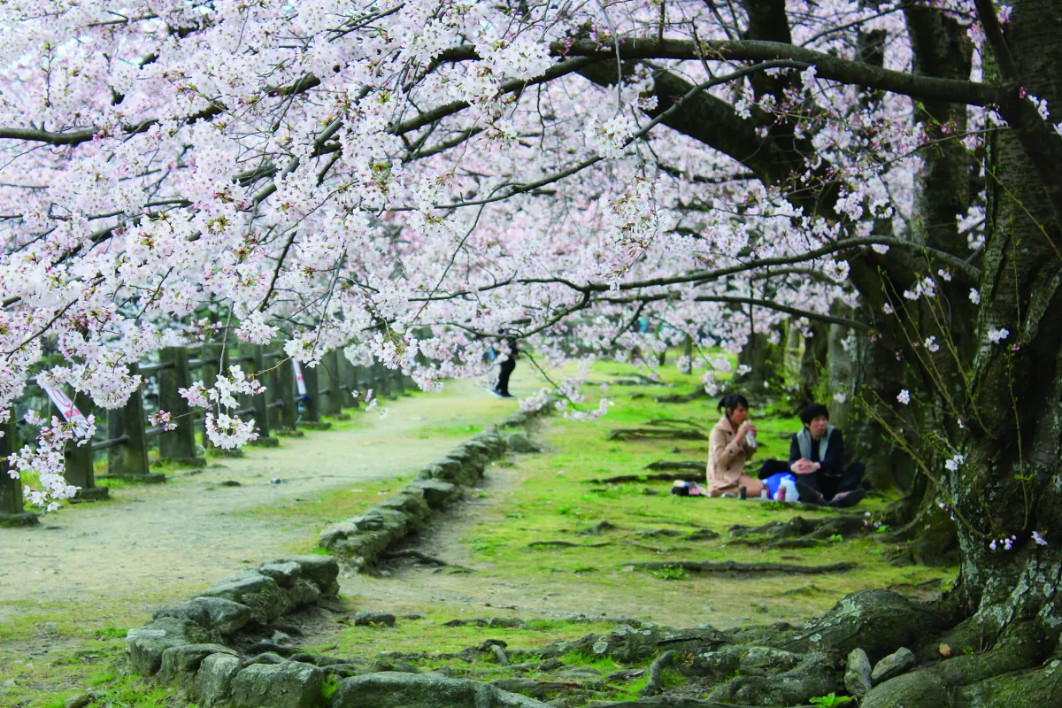 我行遲遲 今年的花開正好