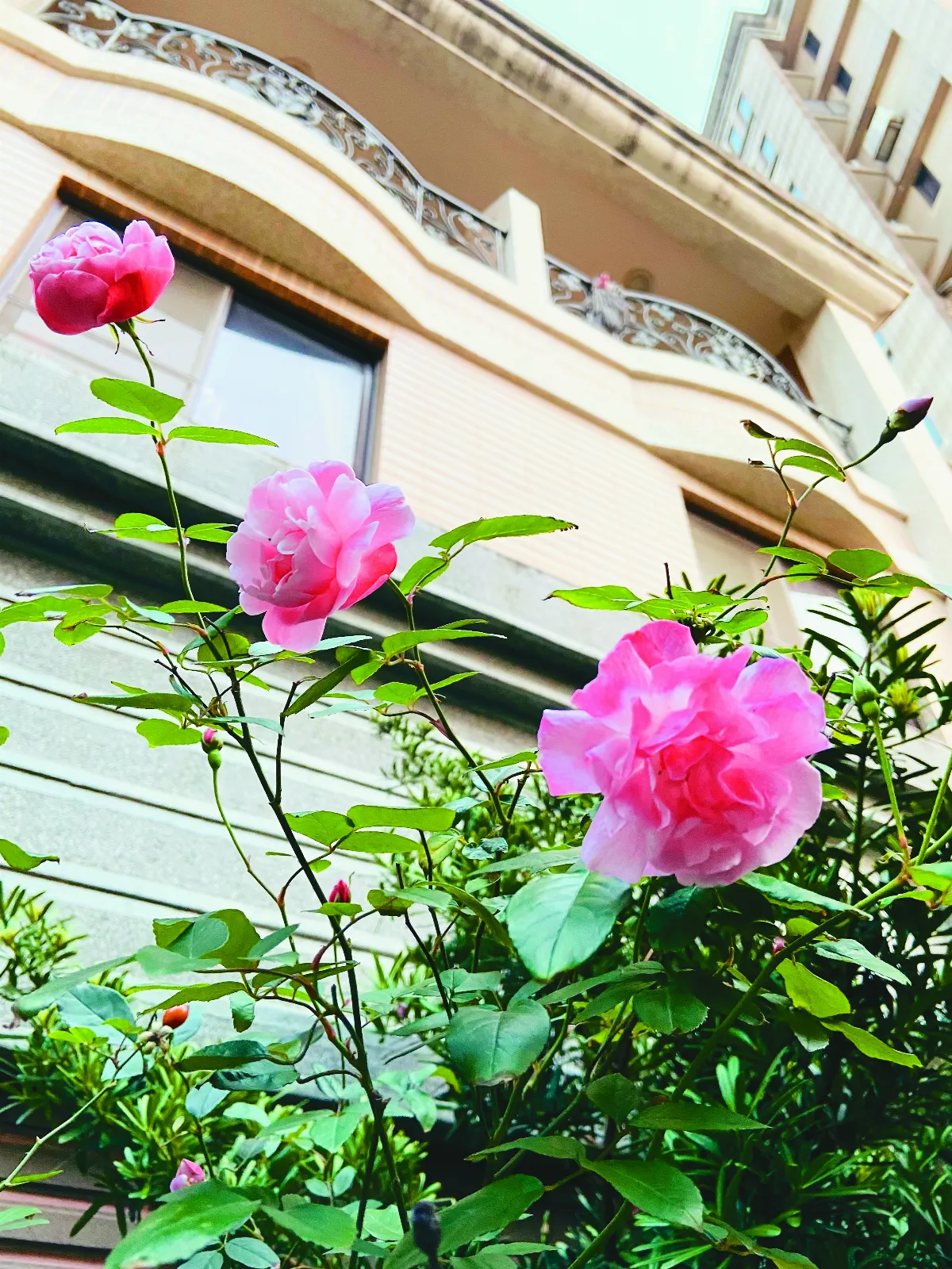 我的心園 Love 玫瑰
