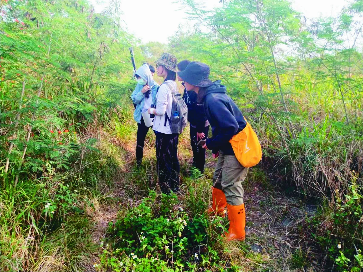 知本溼地 發現147隻環頸雉