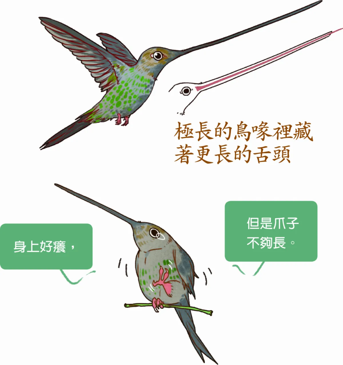 刀嘴蜂鳥 鳥喙有兩倍體長