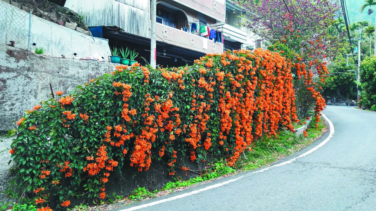 生活 快門 幸福圍籬