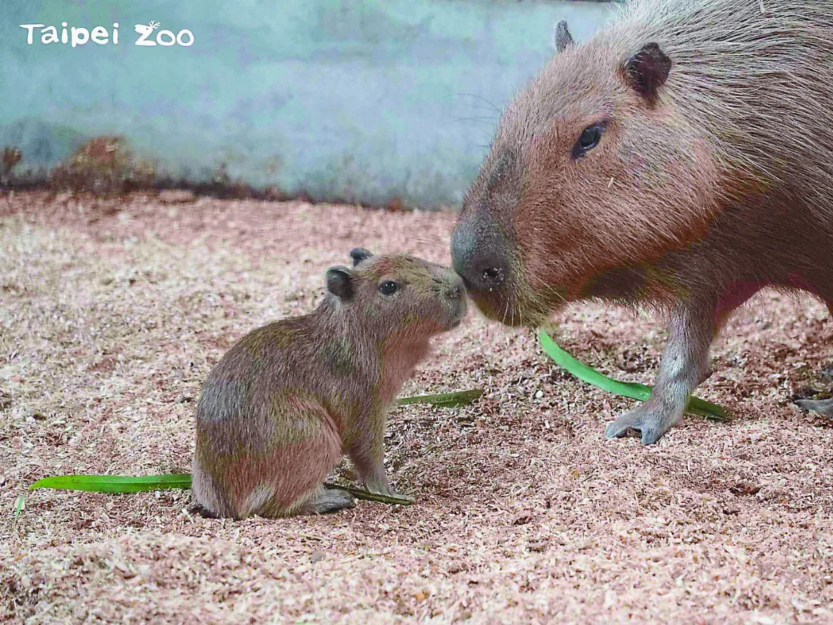 水豚寶寶 呆萌見客