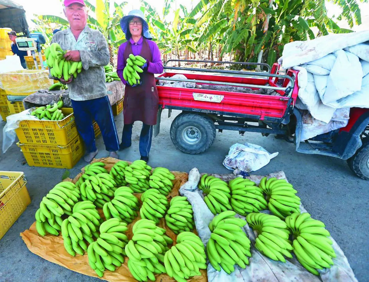 一月寒害凍傷 屏東蕉產地價崩跌 1公斤僅6元