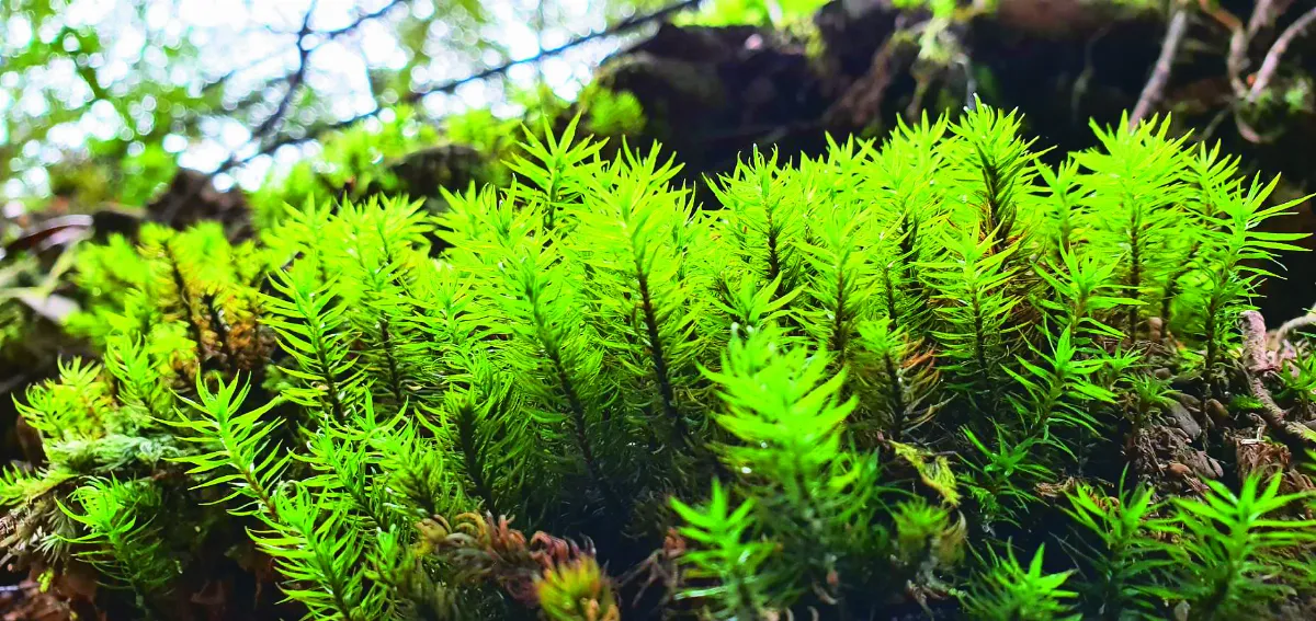 苔蘚大觀園 苔跟蘚一樣嗎？ ──野外觀察辨識苔蘚
