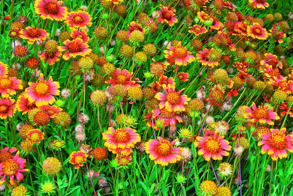 【寰宇采風】澎湖縣花天人菊