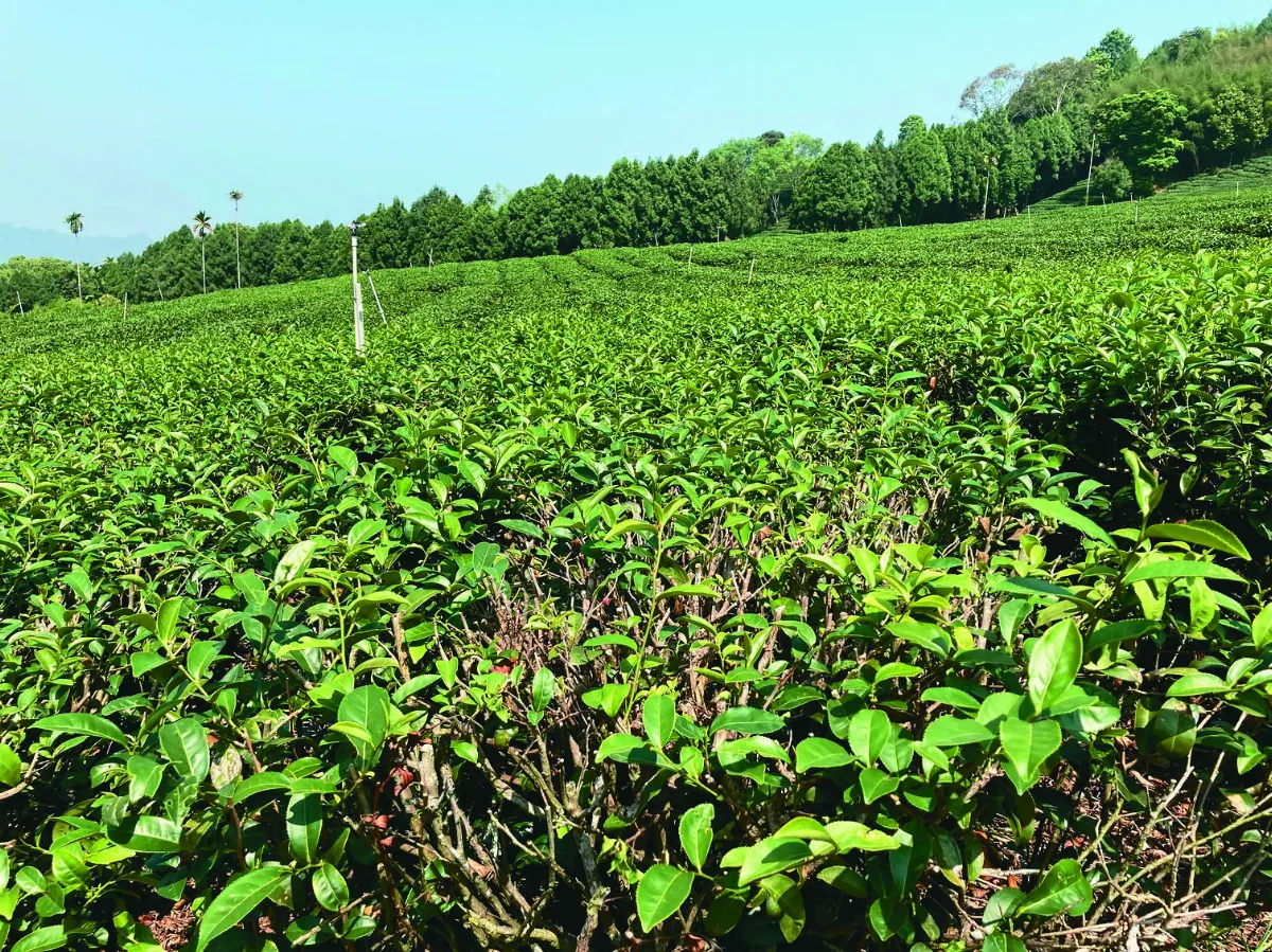 乾旱茶園受損 每公頃補助5萬元