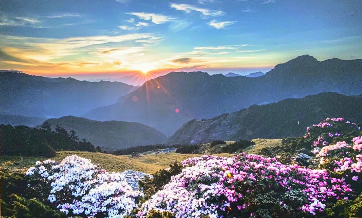 繽紛杜鵑花 合歡山爆人潮