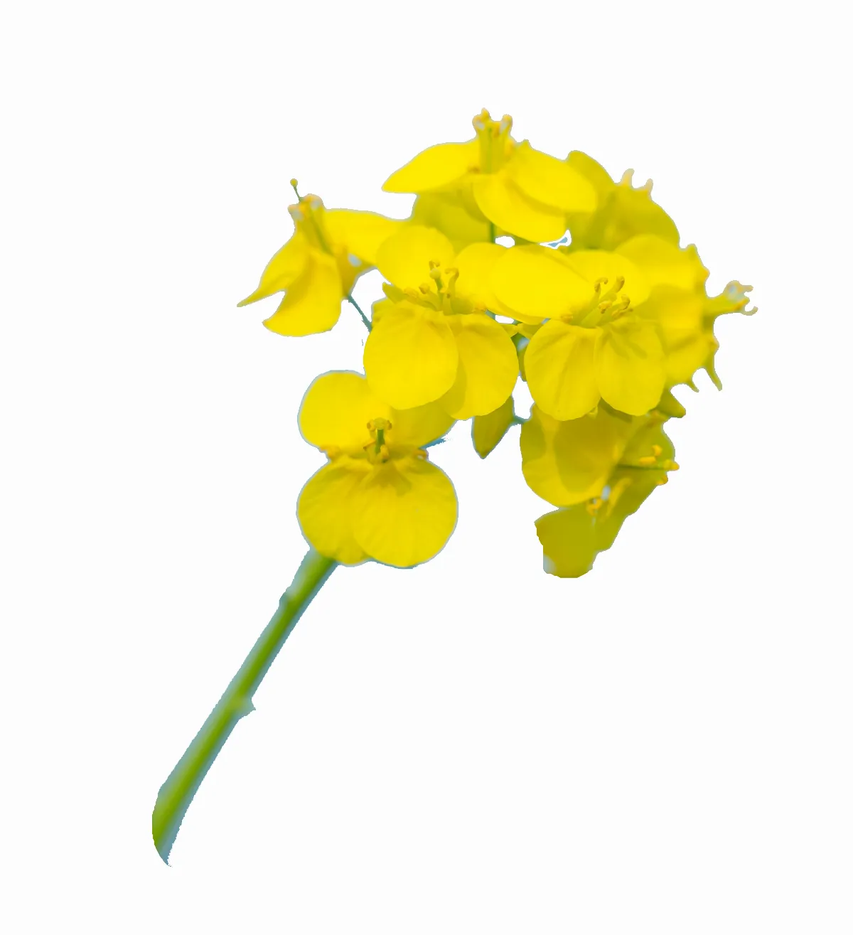 油菜花   熱量低護眼