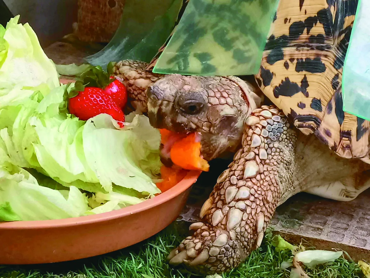 寵物一家親 烏龜兄弟 只吃菜菜