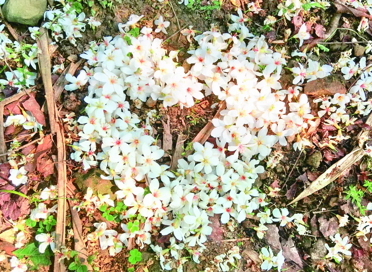 繡球花喜繽紛   桐花雪白山頭